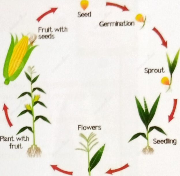 THE LIFE CYCLE OF A PLANT (OKRA AND MAIZE PLANT) Kinder Paradise